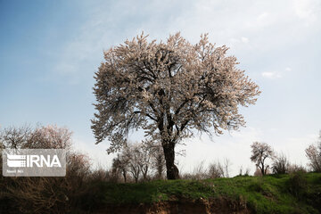 Spring blossoms of trees in Qazvin Province