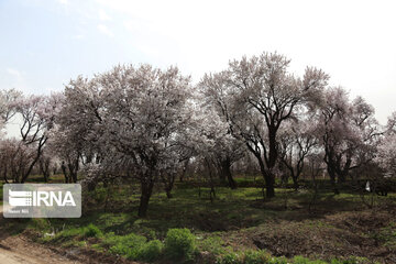 Spring blossoms of trees in Qazvin Province