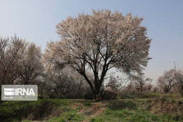 Spring blossoms of trees in Qazvin Province