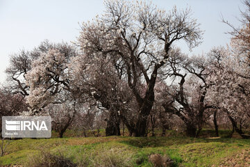 Spring blossoms of trees in Qazvin Province