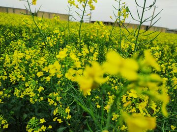 کم شدن سطح کشت کلزا برای چهارمین سال متوالی در مازندران/ بارندگی سال زراعی ۴۱ درصد کاهش یافت