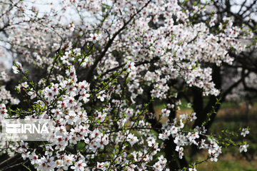 ایرانی صوبے قزوین میں موسم بہار میں درختوں کے پھولLa belleza de almendros en flor en Qazvin دینے کی خوبصورتیاں