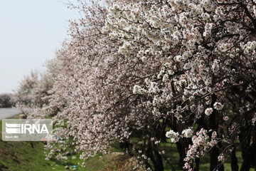 La belleza de almendros en flor en Qazvin