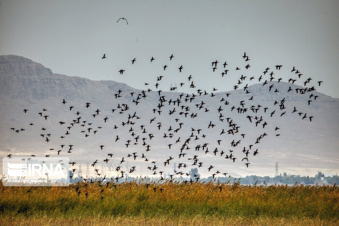 گردشگری در ایران/ تالابهای گلستان مقصد زیبای گردشگران نوروزی