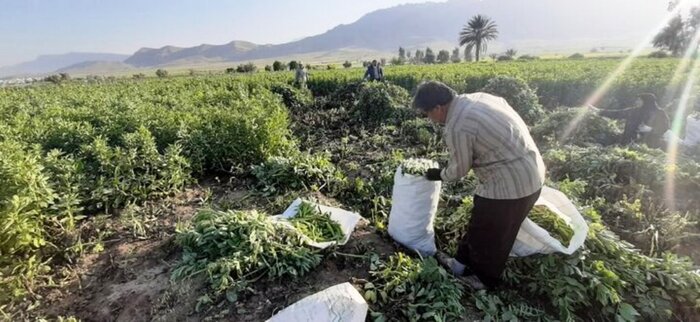 سامانه گرمسیری بستری برای توسعه پایدار استان‌های مرزی غرب کشور