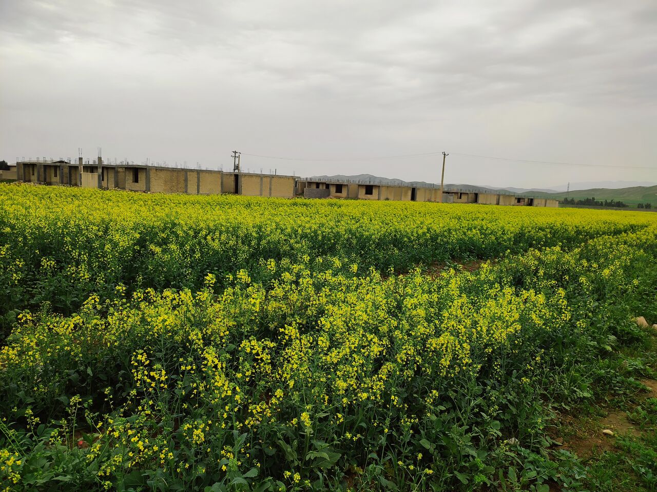 کشت کلزا در لرستان ٢ برابر می‌شود