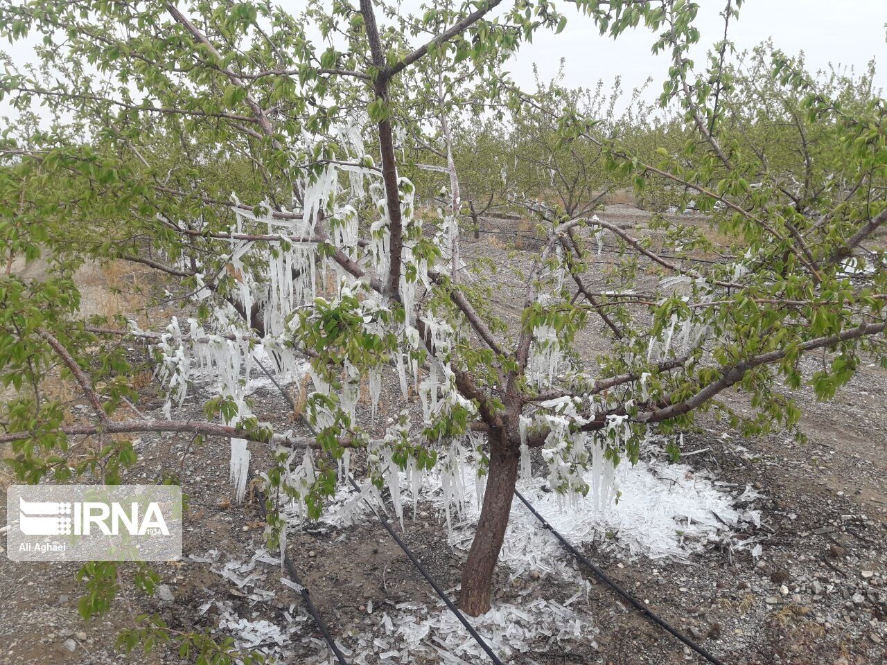 حمایت و توجه ویژه، درخواست کشاورزان از استاندار کردستان کردستان حمایت و توجه ویژه، درخواست کشاورزان از استاندار کردستان کردستان