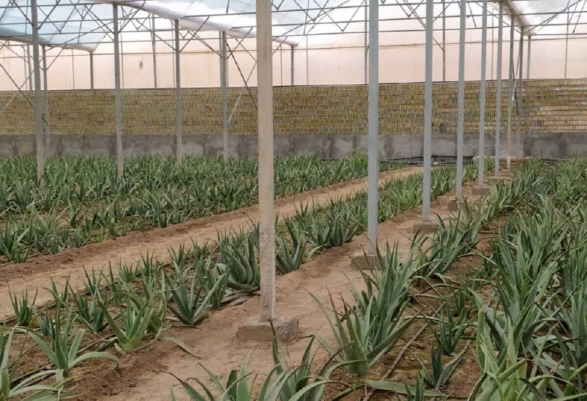 گاز امسال به مجتمع گلخانهای شهرستان نهبندان میرسد گاز امسال به مجتمع گلخانهای شهرستان نهبندان میرسد