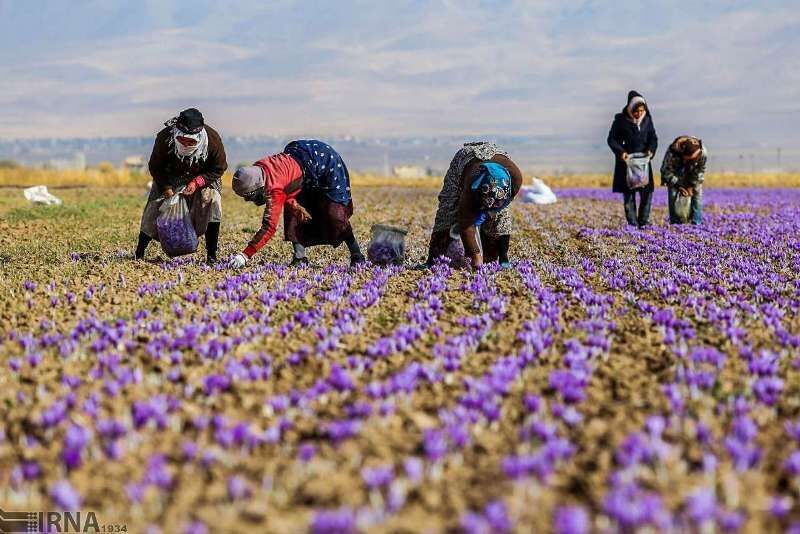 کشت گیاهان دارویی درابرکوه، درآمدزایی سازگار با اقلیم بیابانی