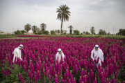 Iran : récolte de fleurs à Hamidiyeh au sud