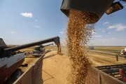 ۷۰ درصد گندم ایران در اراضی آبی تولید می‌شود