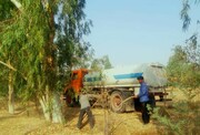 معاون استاندار خوزستان:جنگل های طبیعی استان با توسعه زراعت چوب حفظ می‌شود