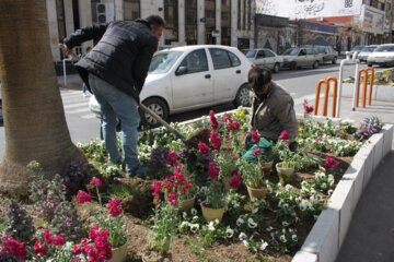 گل کاری بهار درسمنان