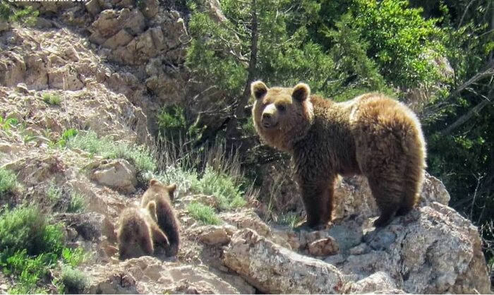 پارک ملی گلستان بهشت طبیعت دوستان و گردشگران