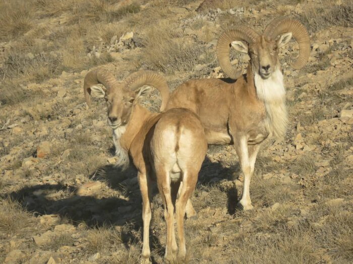 پارک ملی گلستان بهشت طبیعت دوستان و گردشگران