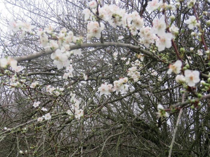 پارک ملی گلستان بهشت طبیعت دوستان و گردشگران