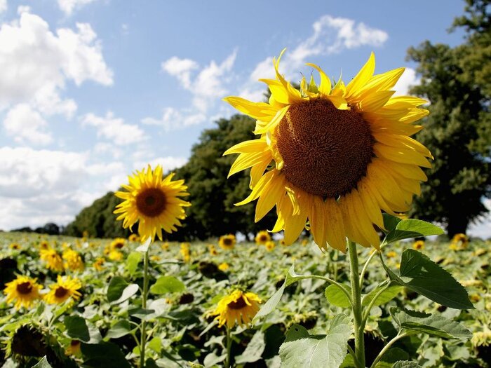 بحران در اوکراین؛ چه بر سر تامین غذا در جهان میآید؟