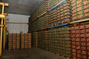 ۲۹۵ تن میوه نوروزی در خراسان جنوبی ذخیره‌سازی شد