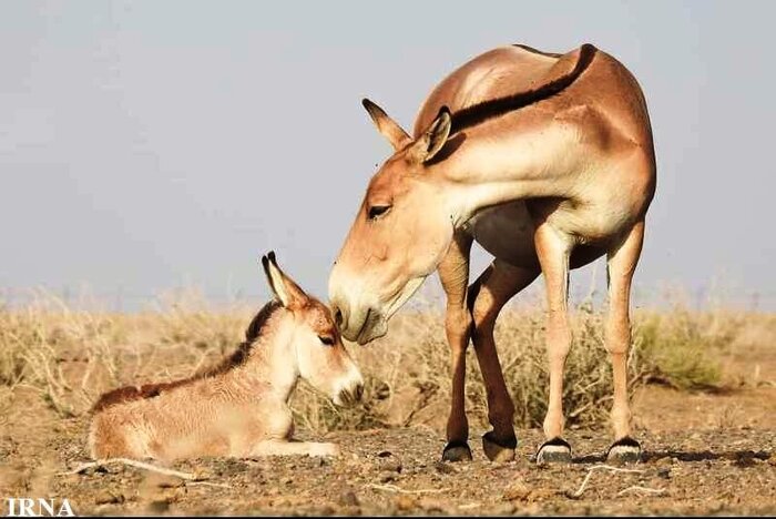 برای دیدن کوه اژدها و مثلث برمودای کویر به گرمسار سفر کنید