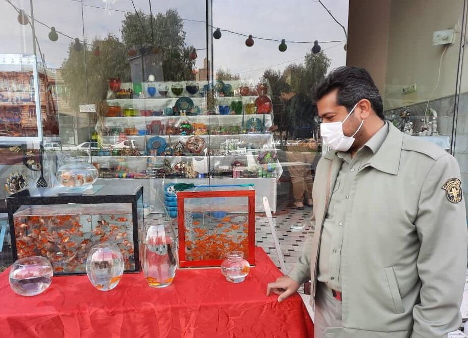 لاکپشت سنگاپوری برای هفتسین نخرید!