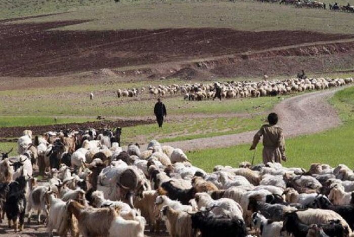 مدیرکل امور عشایر بوشهر:خشکسالی منابع درآمدی عشایر این استان را کاهش داد