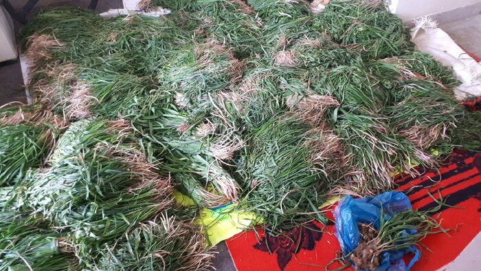 حراج میراث طبیعی زاگرس