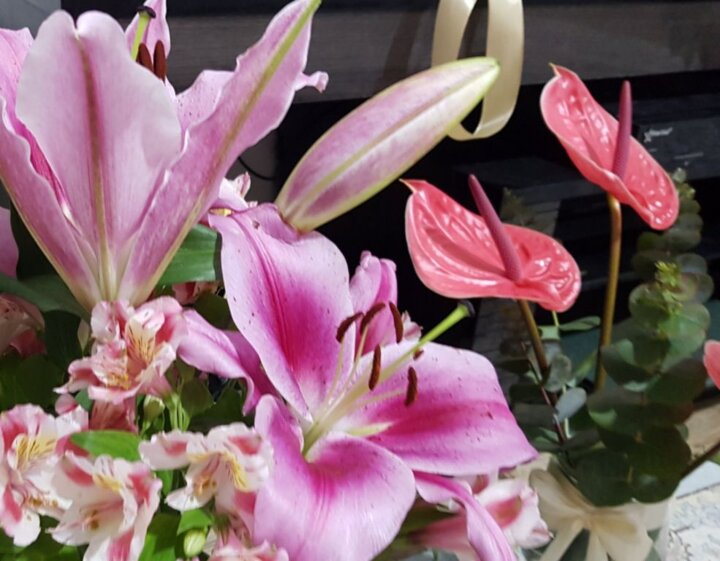 گیاه آپارتمانی آنتوریوم؛ گل قلبی که روح خانه را تازه می‌کند