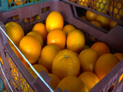 ۲۶۰ تن میوه شب عید در کهگیلویه و بویراحمد ذخیره سازی شد