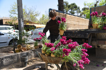 Marché aux fleurs de Chiraz à l’approche du Nouvel An