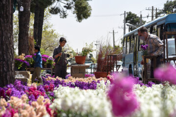 Marché aux fleurs de Chiraz à l’approche du Nouvel An