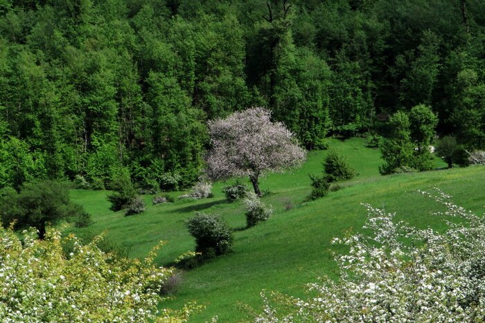 رودبار گیلان؛ همنوایی طعم زیتون با زیبایی جاذبههای گردگشگری