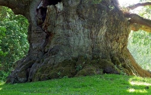 رودبار گیلان؛ همنوایی طعم زیتون با زیبایی جاذبههای گردگشگری