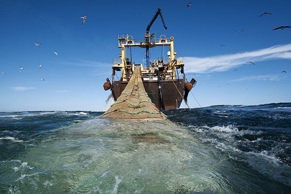 امسال بیش از ۴۰ هزار کیلوگرم انوع ماهی در کیش توقیف شد 