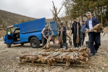 آیین آتش نوروز در شهرستان دالاهو استان کرمانشاه