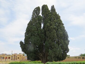 سرو ۴۵۰۰ساله ابرکوه