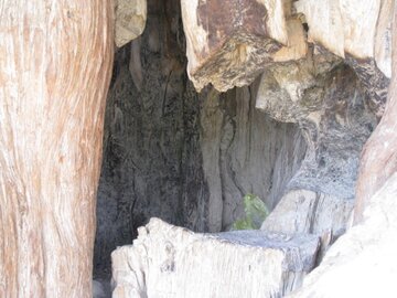 سرو ۴۵۰۰ساله ابرکوه