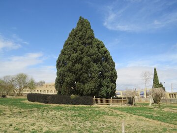 سرو ۴۵۰۰ساله ابرکوه