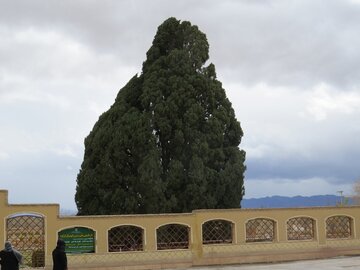 سرو ۴۵۰۰ساله ابرکوه