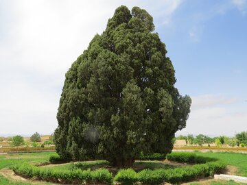 سرو ۴۵۰۰ساله ابرکوه