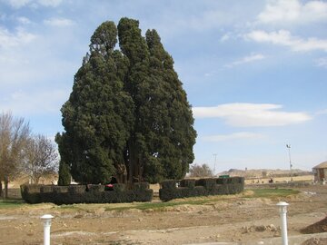 سرو ۴۵۰۰ساله ابرکوه