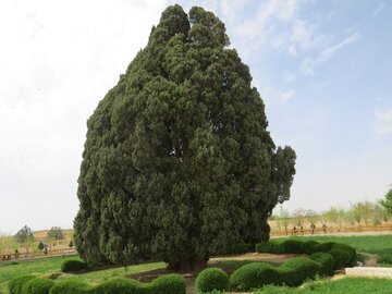 سرو ۴۵۰۰ساله ابرکوه