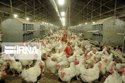 قزوین ۴برابر نیاز خود مرغ تولید می‌کند