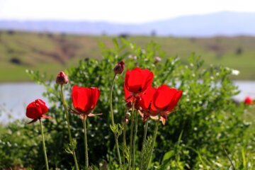 جلوه هایی از طبیعت بهاری خوزستان