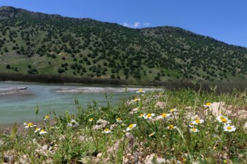 جلوه هایی از طبیعت بهاری خوزستان