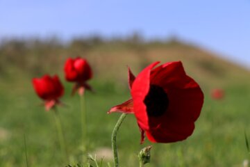 جلوه هایی از طبیعت بهاری خوزستان