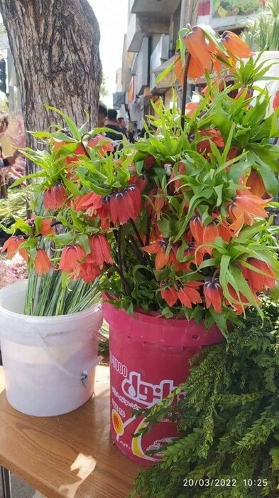 نوروز و نامهربانی با لاله واژگون