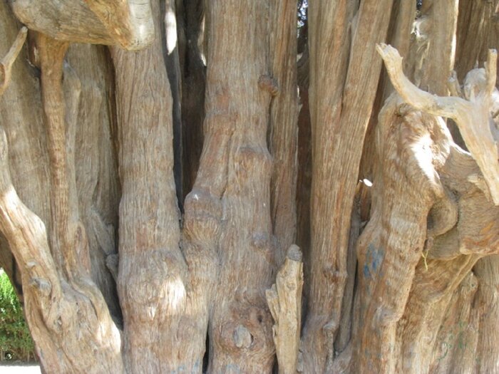 سرو ۴۵۰۰ ساله ابرکوه، آسمانخراش استان یزد