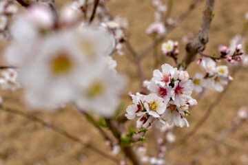جلوه‌گری شکوفه های بهاری در طبیعت خراسان شمالی