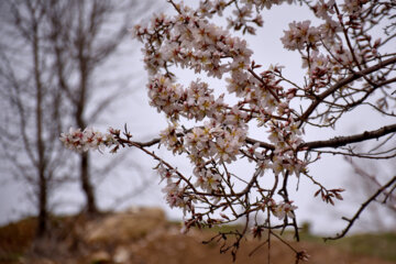 جلوه‌گری شکوفه های بهاری در طبیعت خراسان شمالی