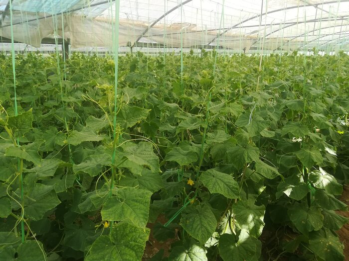 کشت گلخانهای راهکاری موثر برای مقابله با چالشهای کشاورزی در قم